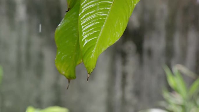 SLO MO慢动作雨滴