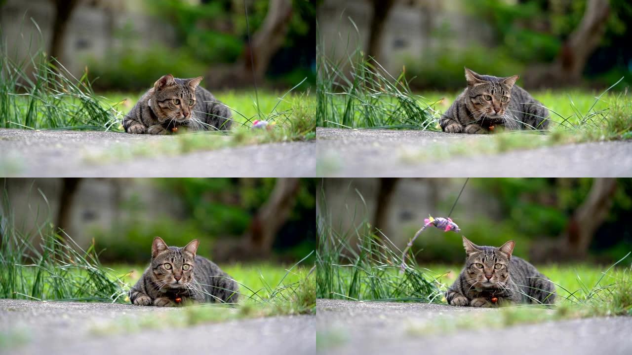 SLO MO虎斑猫忽略在大自然中玩玩具