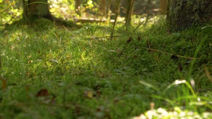 特写，doff: 温暖的秋天阳光照亮了潮湿和长满苔藓的森林地面。