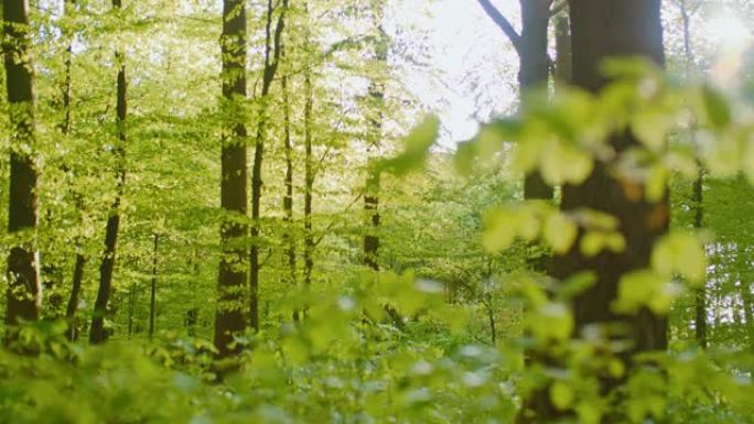 面对阳光直射的美丽绿色森林