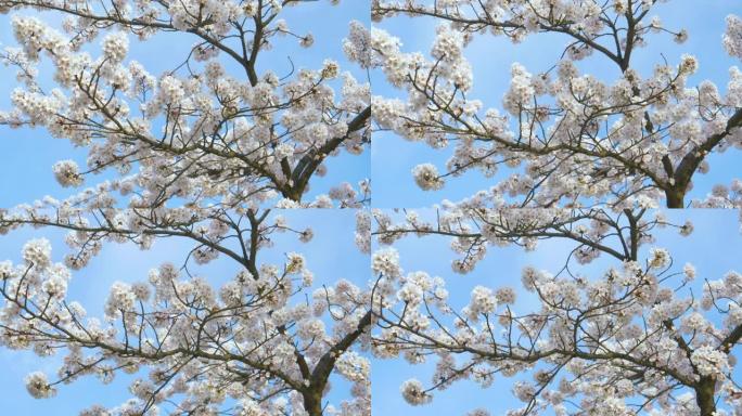 特写: 细长的樱桃树树枝在微风中摇曳