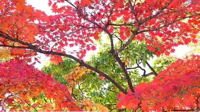 韩国首尔公园的秋天