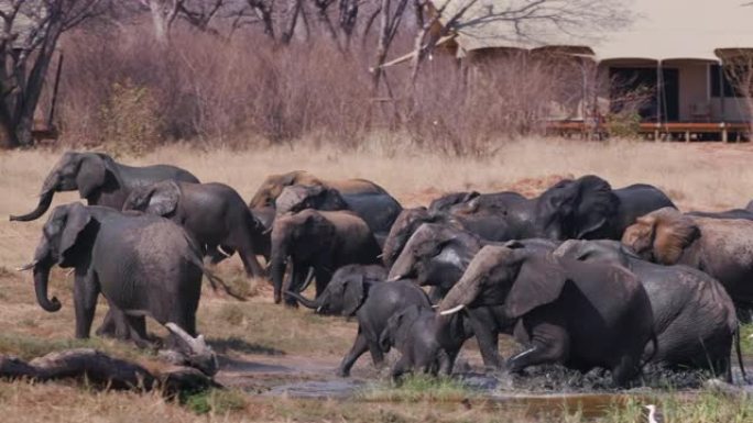 在津巴布韦万基国家公园Verney营地的客人帐篷前喝酒和洗泥后，一群繁殖的大象离开水坑的4k视图