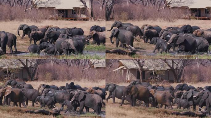 在津巴布韦万基国家公园Verney营地的客人帐篷前喝酒和洗泥后，一群繁殖的大象离开水坑的4k视图