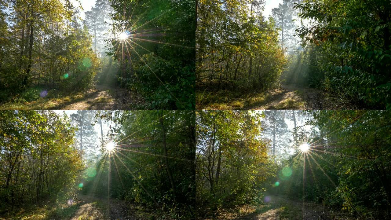一大早穿过神奇的森林。绿色和黄色的叶子，有阳光。万向节射击