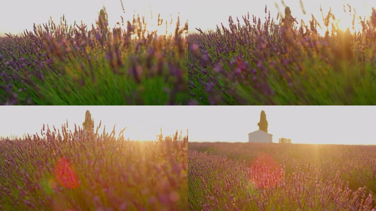 洛杉矶女子在日落时穿过薰衣草的田野