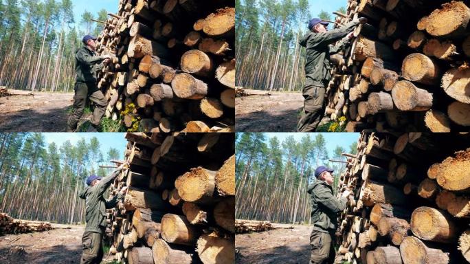 男性工人正在测量砍伐的木材