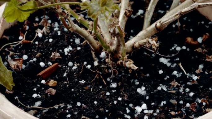 冰雹中的盆栽植物特写实拍下雨素材