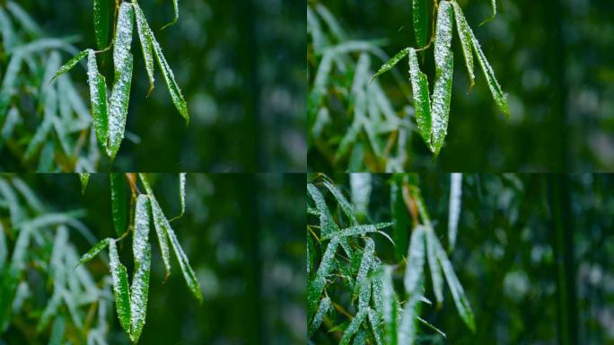 慢动作雪落在竹枝上