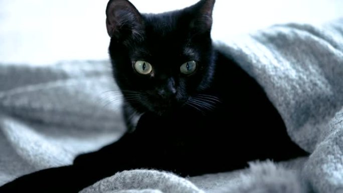 可爱的黑色小猫躺在床上裹着毯子