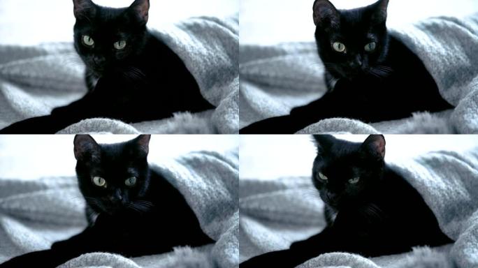 可爱的黑色小猫躺在床上裹着毯子