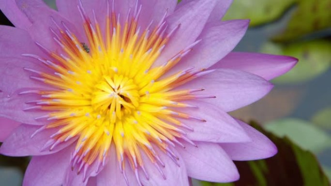 池塘里美丽的紫罗兰色莲花