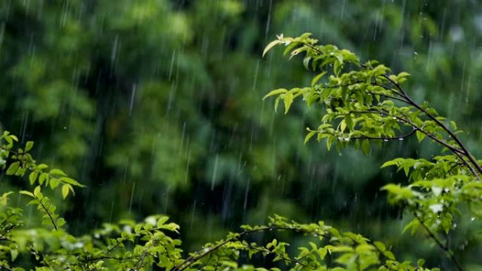 热带树木背景的雨热带树木背景的雨