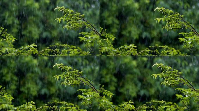 热带树木背景的雨热带树木背景的雨