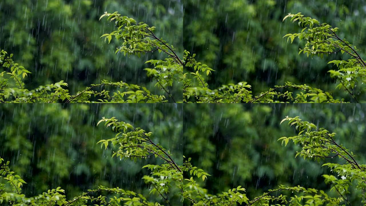 热带树木背景的雨热带树木背景的雨