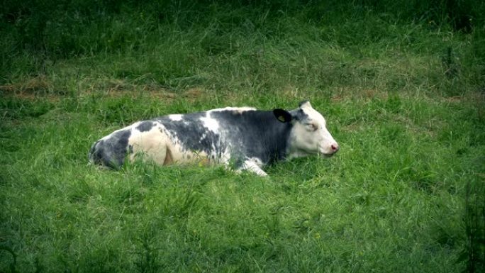 牛躺在田间咀嚼牛