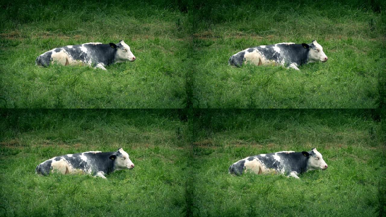 牛躺在田间咀嚼牛
