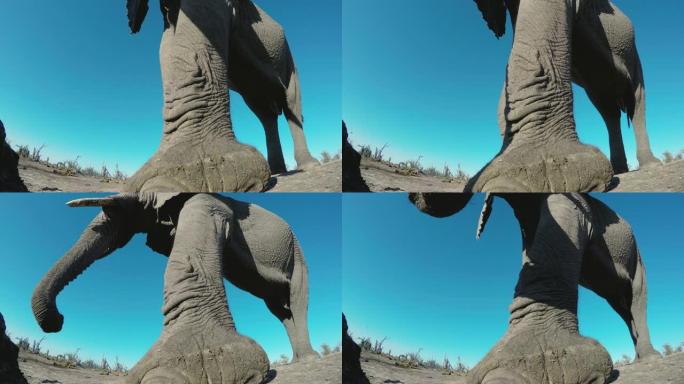 博茨瓦纳水坑里站着喝水的大象脚的4k超特写低角度视图