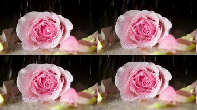 雨水落在粉红色的玫瑰上