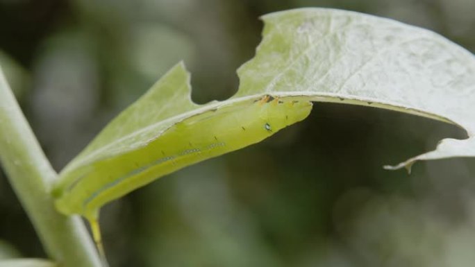 毛毛虫绿虫。毛毛虫绿虫