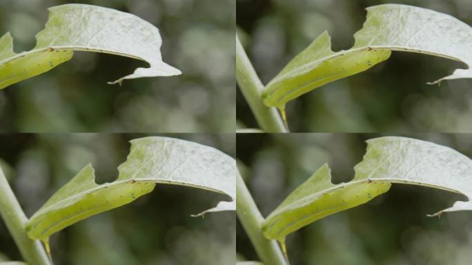 毛毛虫绿虫。毛毛虫绿虫