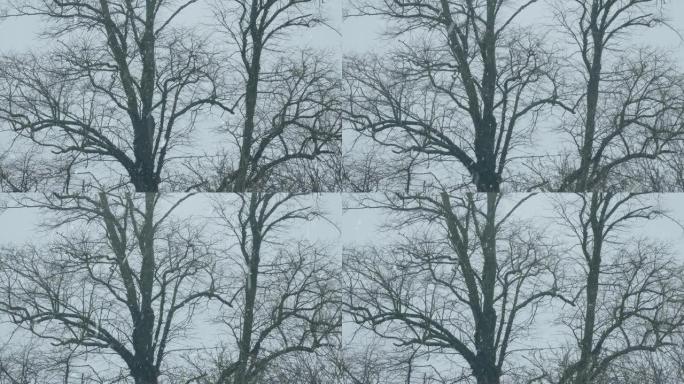 落在光秃秃的树上的雪