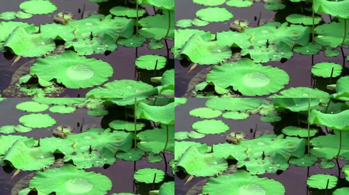 越南同塔省thap muoi湖中荷叶上的水的4k镜头，文化和自然概念