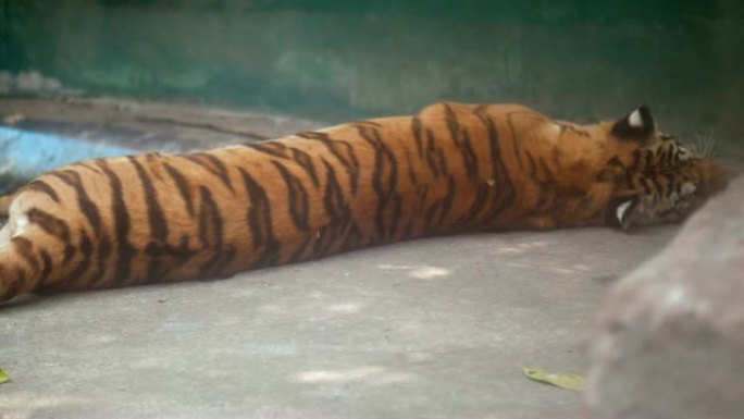 懒虎动物园拍摄老虎实拍