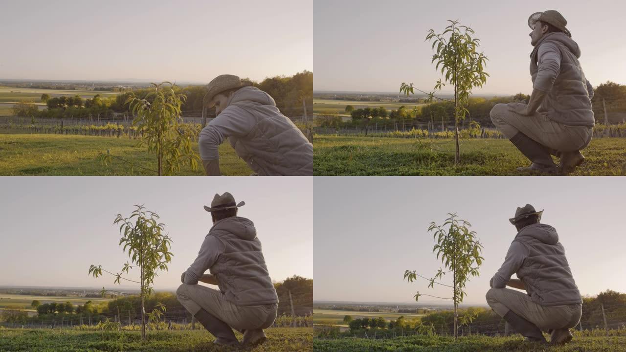 WS男性农民检查了在田园诗般的乡村山坡上生长的年轻桃树。人们检查果树。