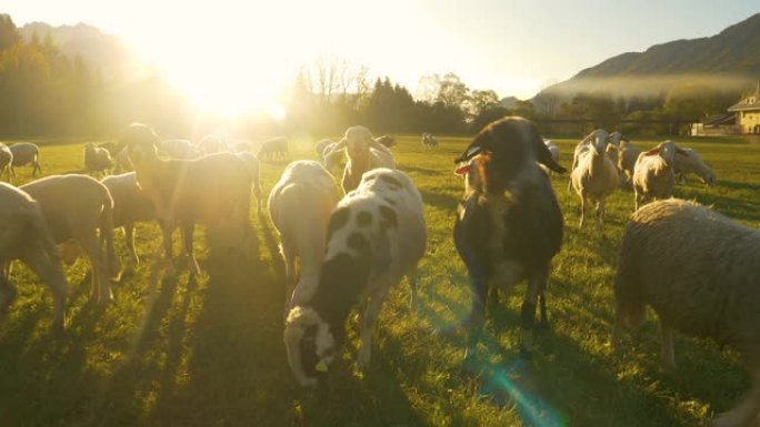 特写: 离相机太近后，一群绵羊在草地上散散