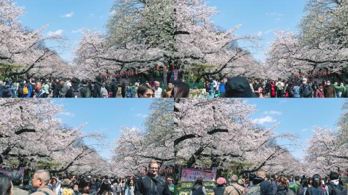 东京上野公园樱花节，延时4k摇向左