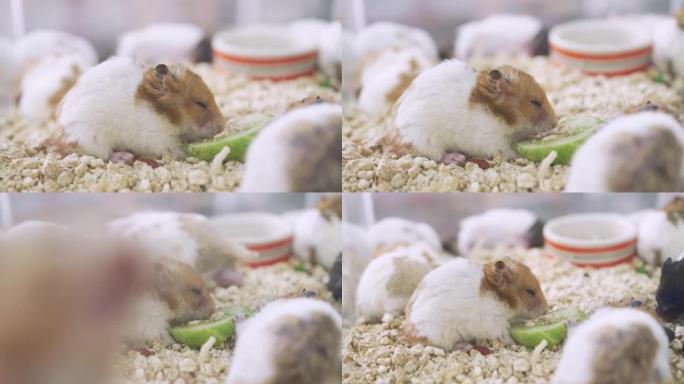 小叙利亚仓鼠或巨型仓鼠在宠物收养店吃黄瓜