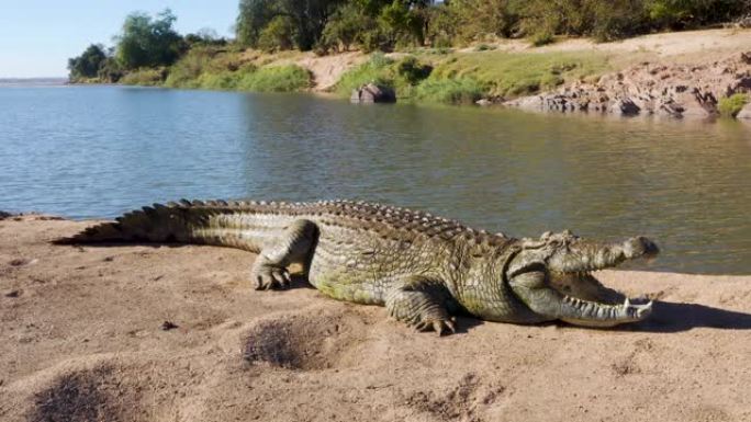 一只大型鳄鱼躺在河岸边晒日光浴的特写鸟瞰图，津巴布韦