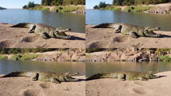 一只大型鳄鱼躺在河岸边晒日光浴的特写鸟瞰图，津巴布韦