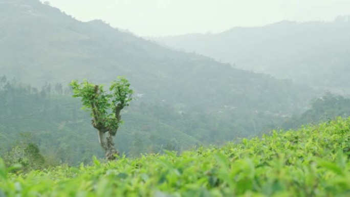 斯里兰卡茂密的绿色山坡上生长的茶树