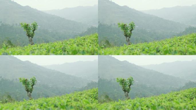 斯里兰卡茂密的绿色山坡上生长的茶树