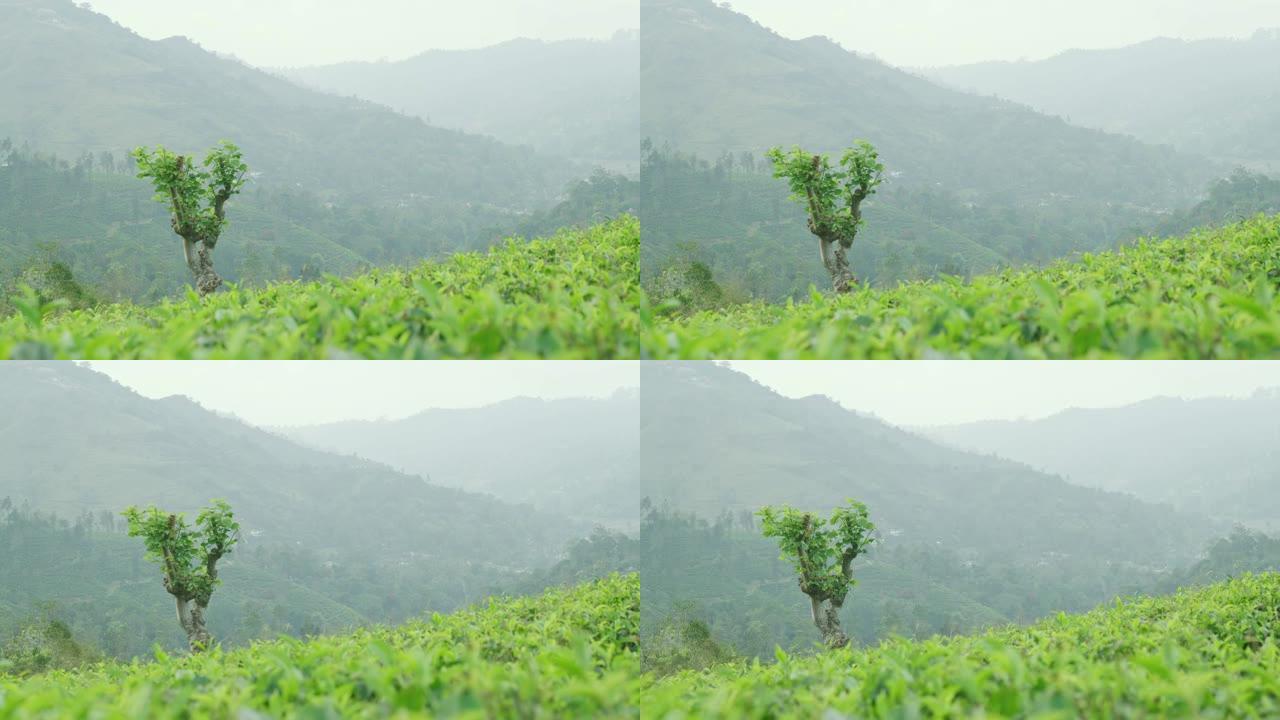 斯里兰卡茂密的绿色山坡上生长的茶树