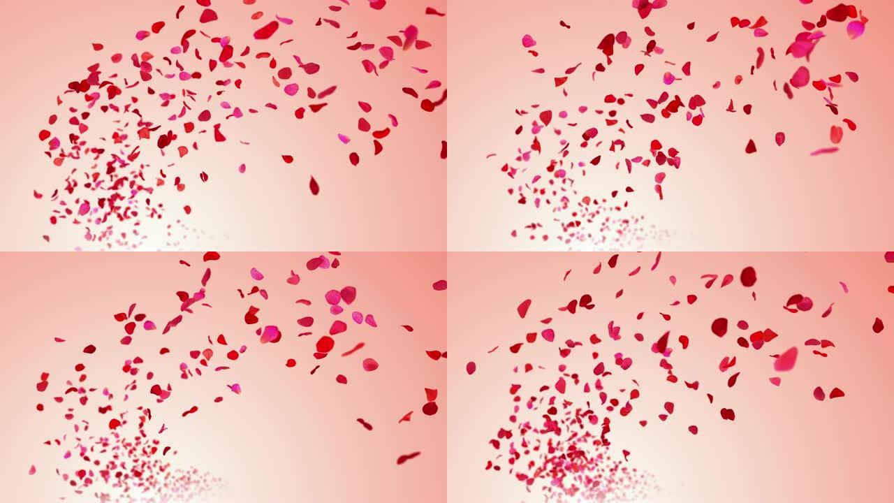 4K.粉红色背景上的玫瑰花瓣。无缝循环。