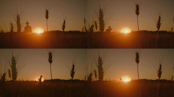 黄昏时在麦田里行走的农民的DS剪影