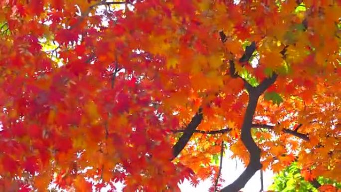 美丽的秋天背景美丽秋天背景红色