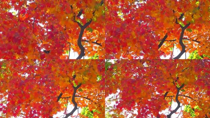 美丽的秋天背景美丽秋天背景红色