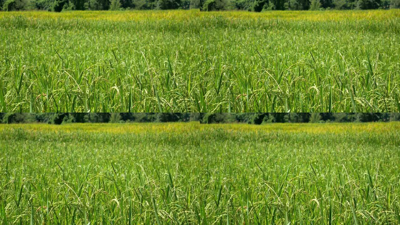泰国东盟绿色稻田的特写