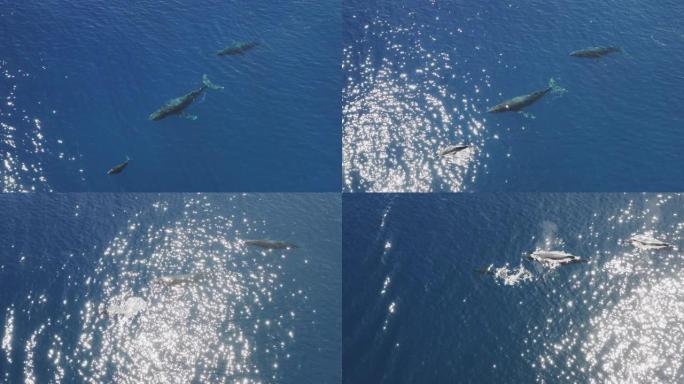 座头鲸荚的鸟瞰图景观鱼潜水鱼类海底世界