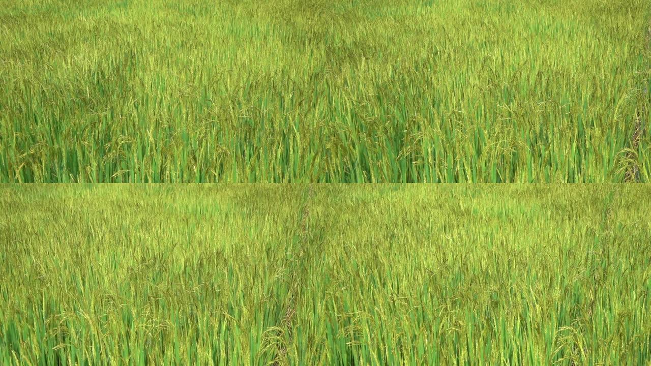 慢动作: 准备在微风中摇摆的水稻的电影视图