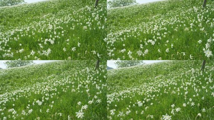 特写: 阳光明媚的阿尔卑斯山无尽的草地上到处都是美丽的白色水仙。