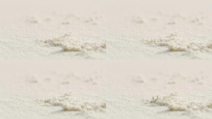 CU沙蟹埋藏在马尔代夫白沙海滩