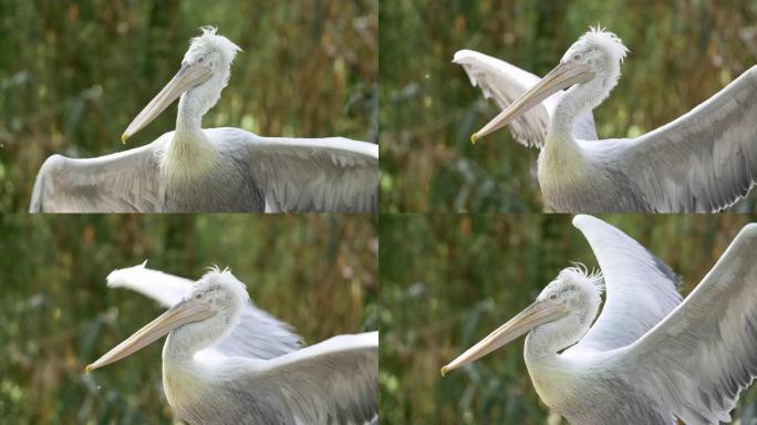 鹈鹕之舞。白鸟在挥舞着翅膀。头顶上的羽毛在风中挥舞。绿色模糊的花卉背景。慢动作镜头