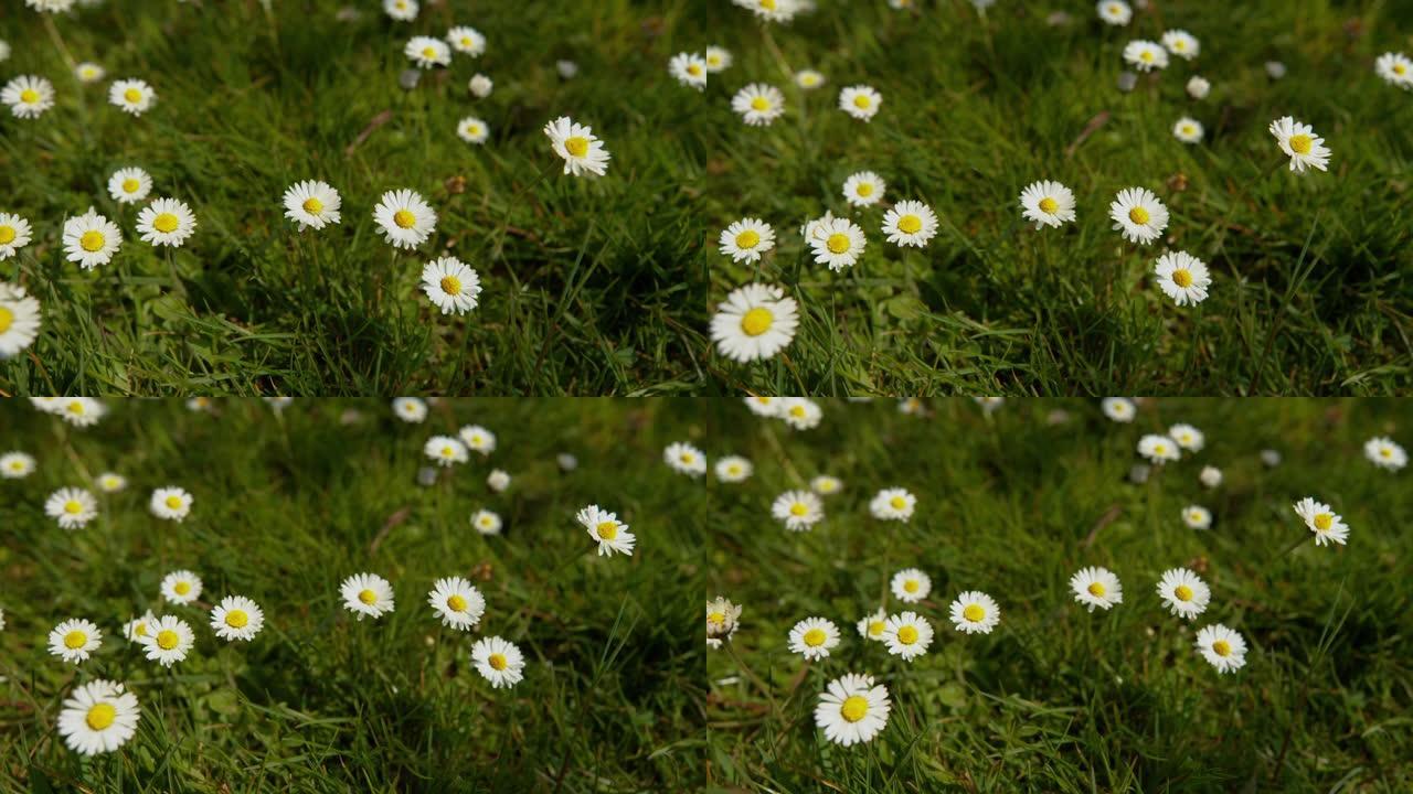 特写: 可爱的雏菊生长在田园诗般的乡村的绿色大草地上。