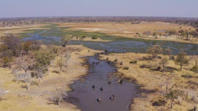 风景优美的空中飞行在博茨瓦纳奥卡万戈三角洲的一条河中饮用的一小群大象