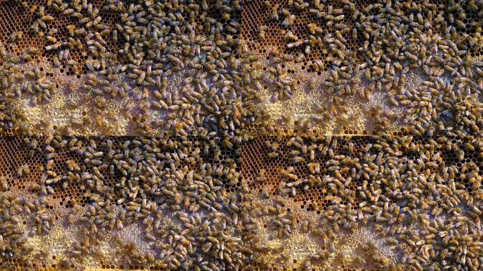 养蜂人在保护养蜂人的野兽中照顾蜜蜂，蜂巢和大量蜂蜜。